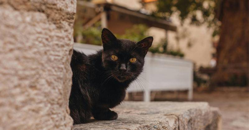 Pexels/ROMAN ODINTSOV